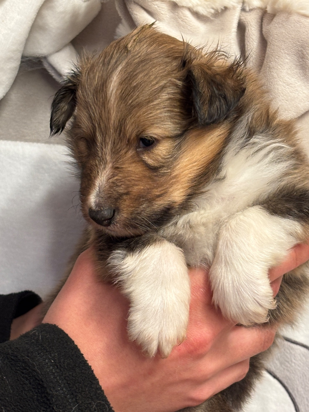 du Cèdre Enchanté - Chiots disponibles - Shetland Sheepdog