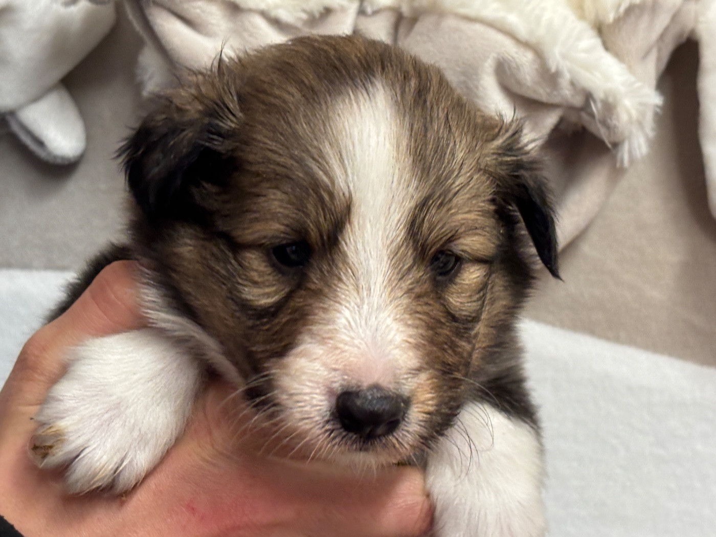 du Cèdre Enchanté - Chiots disponibles - Shetland Sheepdog