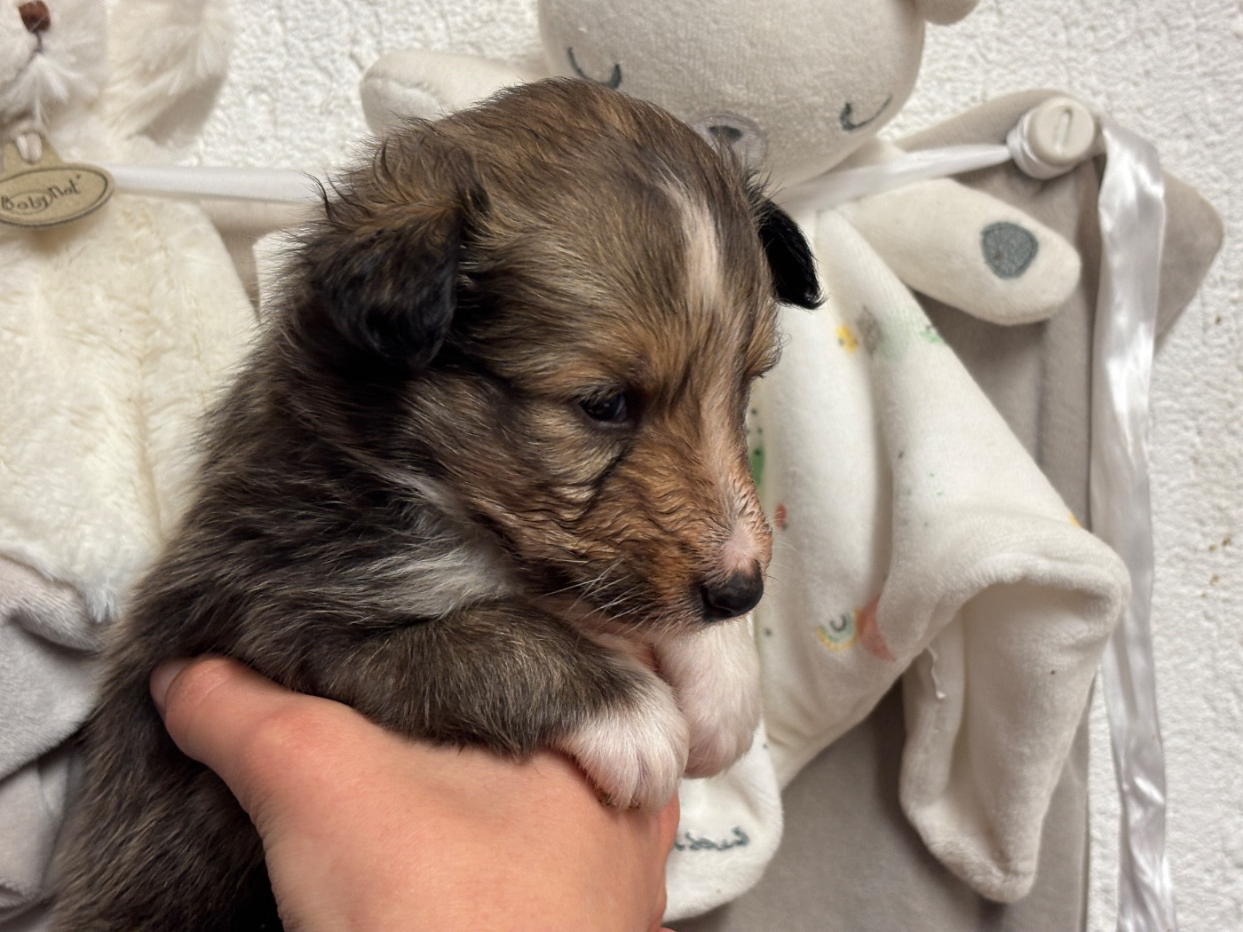 du Cèdre Enchanté - Chiots disponibles - Shetland Sheepdog