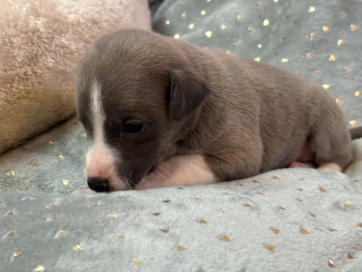 du Cèdre Enchanté - Chiots disponibles - Whippet