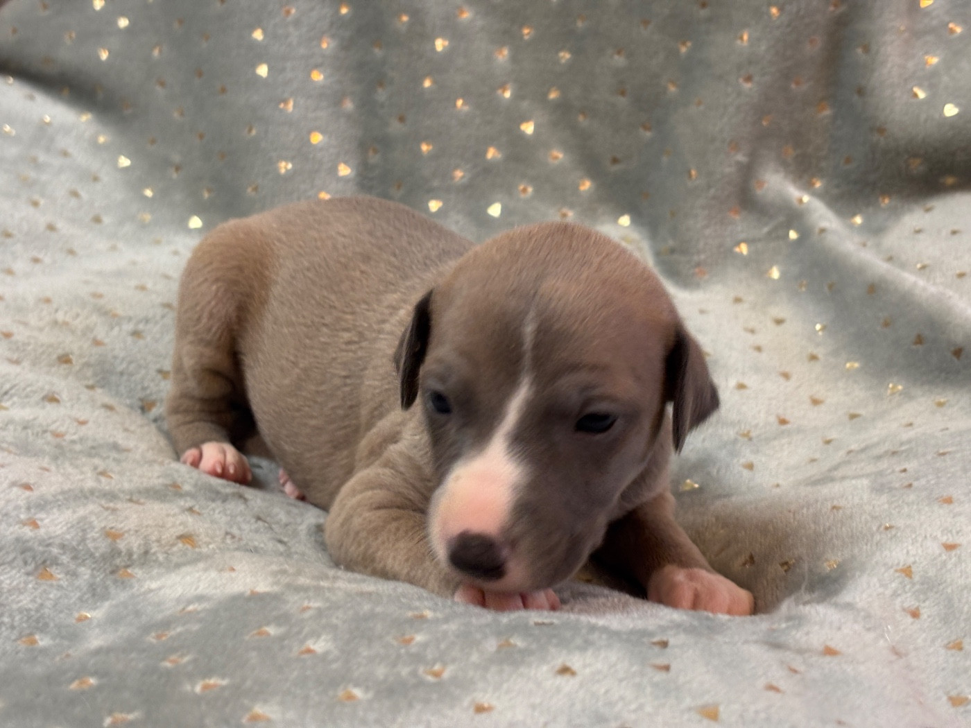 du Cèdre Enchanté - Chiots disponibles - Whippet