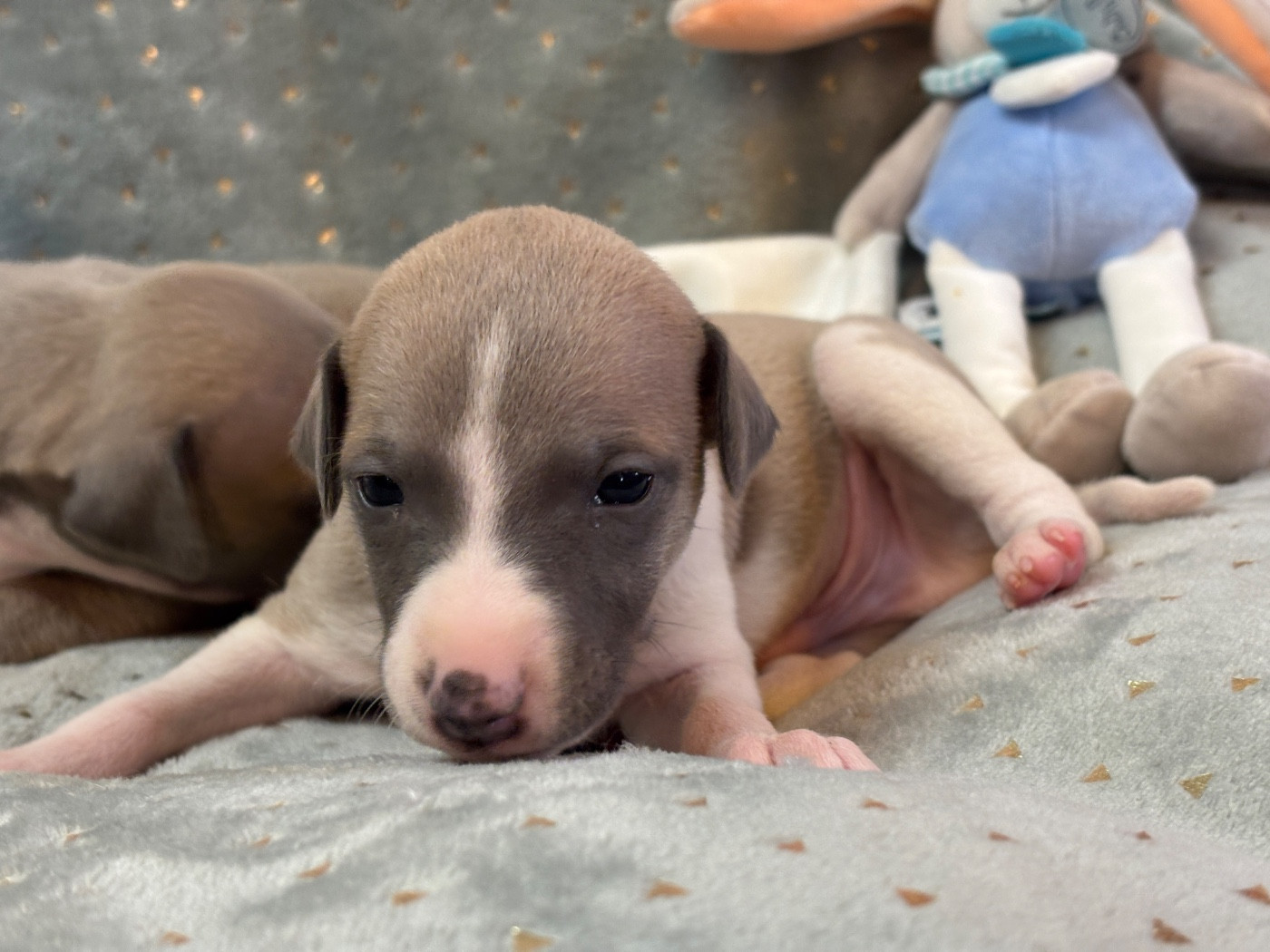 du Cèdre Enchanté - Chiots disponibles - Whippet