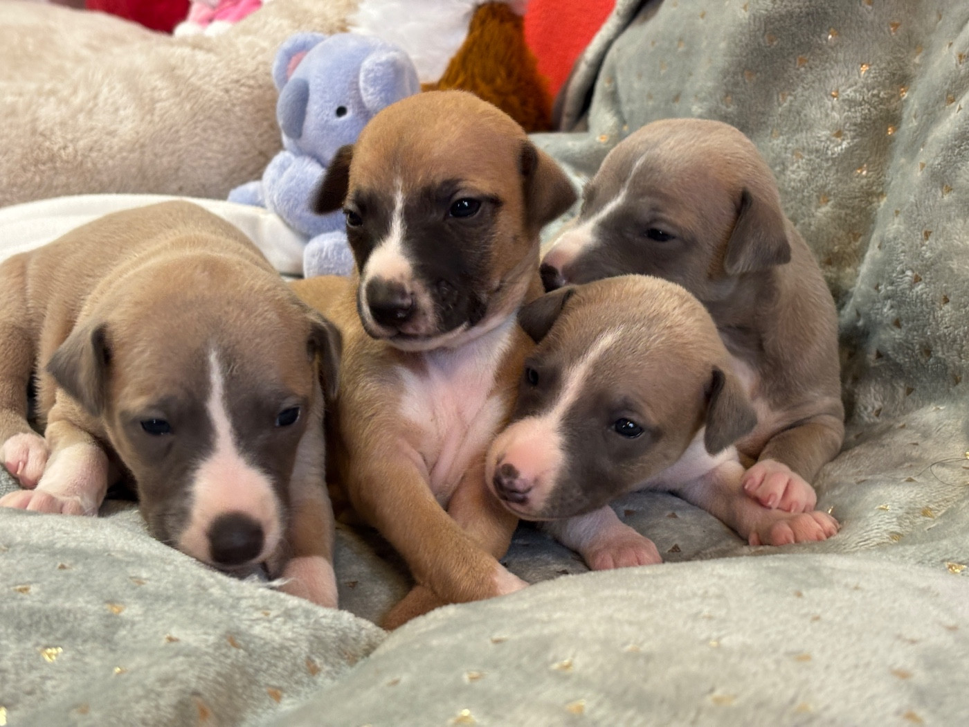 du Cèdre Enchanté - Chiots disponibles - Whippet