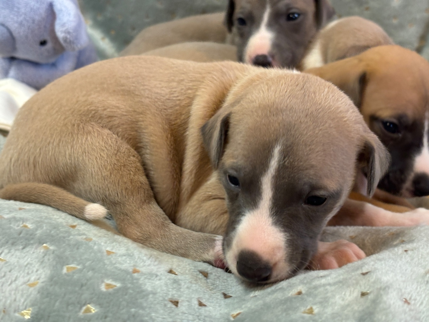 du Cèdre Enchanté - Chiots disponibles - Whippet