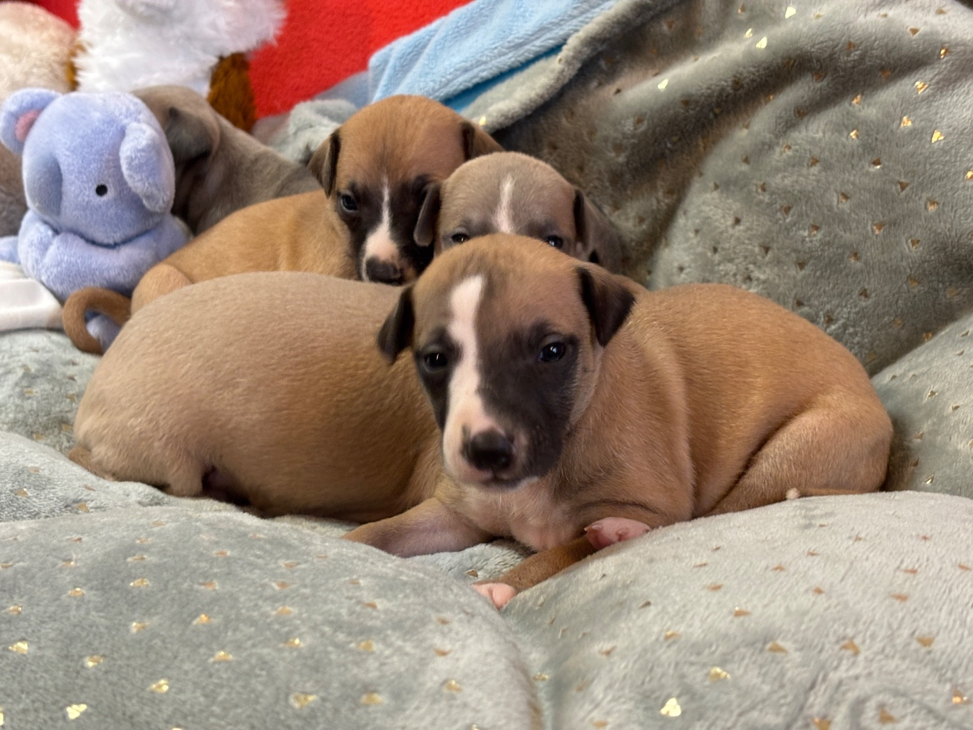 du Cèdre Enchanté - Chiots disponibles - Whippet