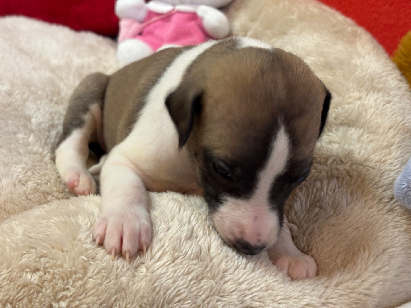 du Cèdre Enchanté - Chiots disponibles - Whippet