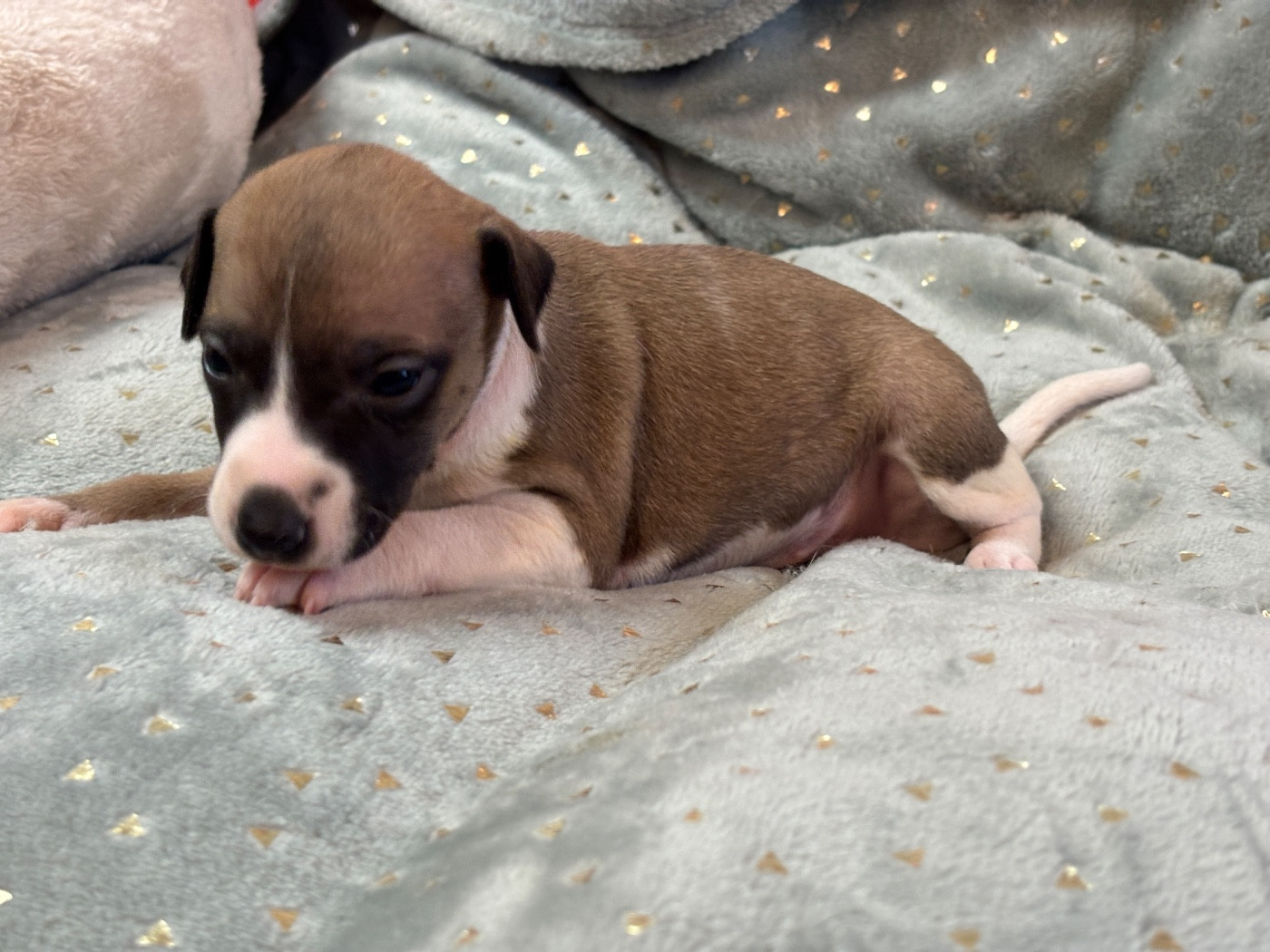 du Cèdre Enchanté - Chiots disponibles - Whippet