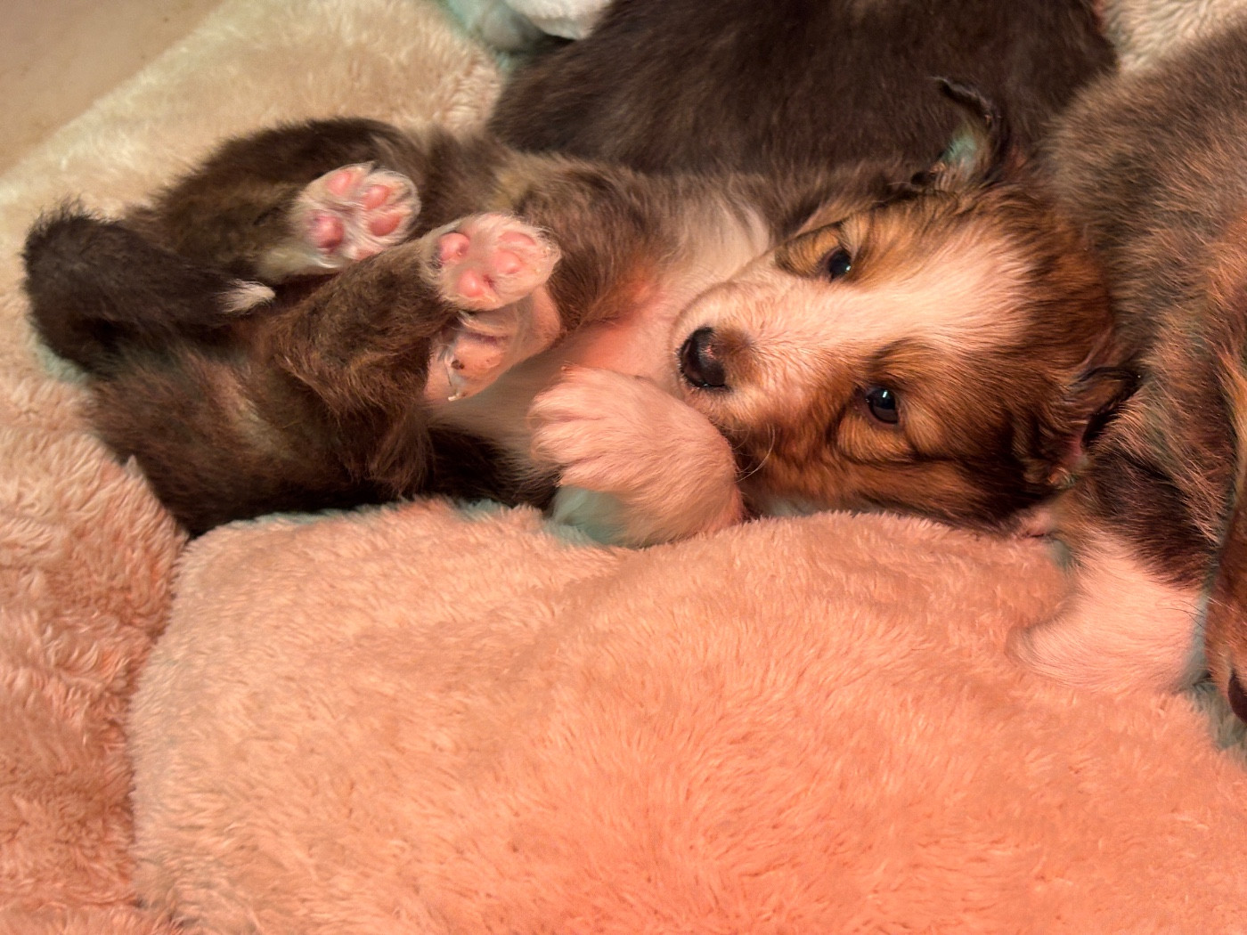 du Cèdre Enchanté - Chiots disponibles - Shetland Sheepdog