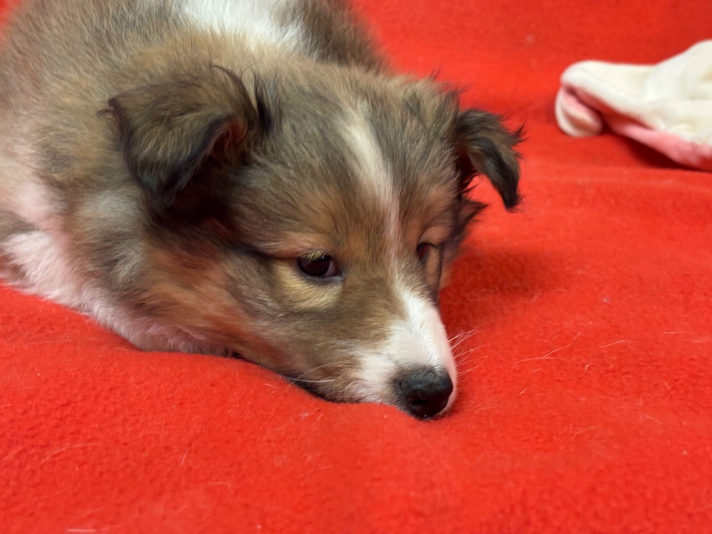 du Cèdre Enchanté - Chiots disponibles - Shetland Sheepdog