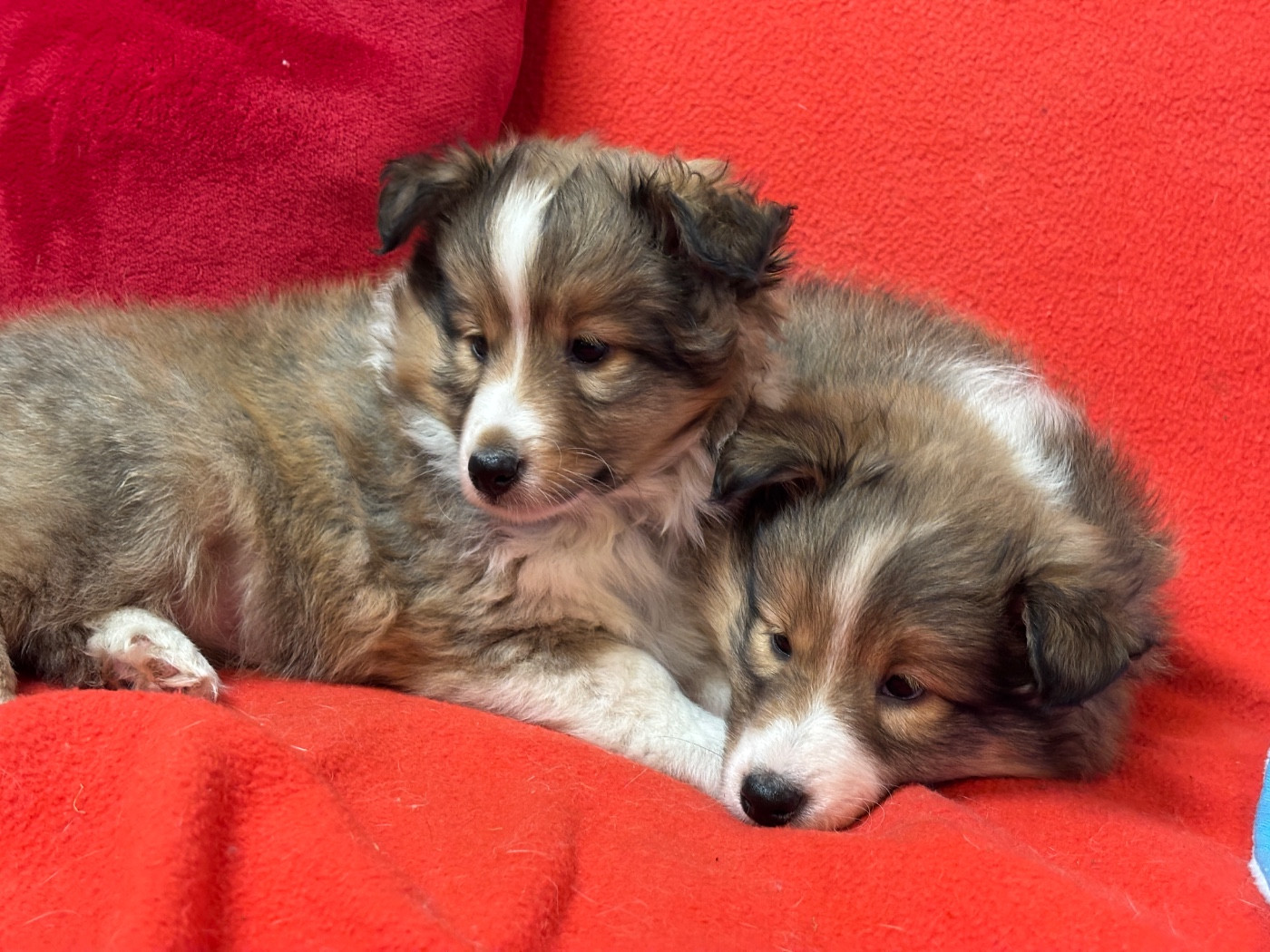 du Cèdre Enchanté - Chiots disponibles - Shetland Sheepdog