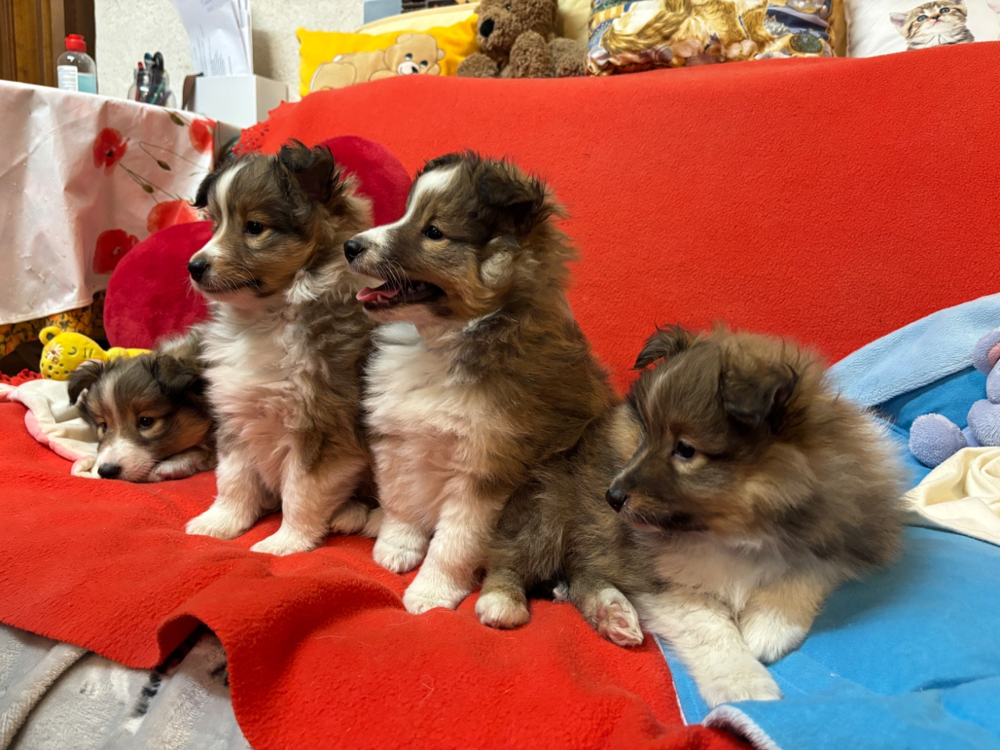 du Cèdre Enchanté - Shetland Sheepdog - Portée née le 08/02/2026