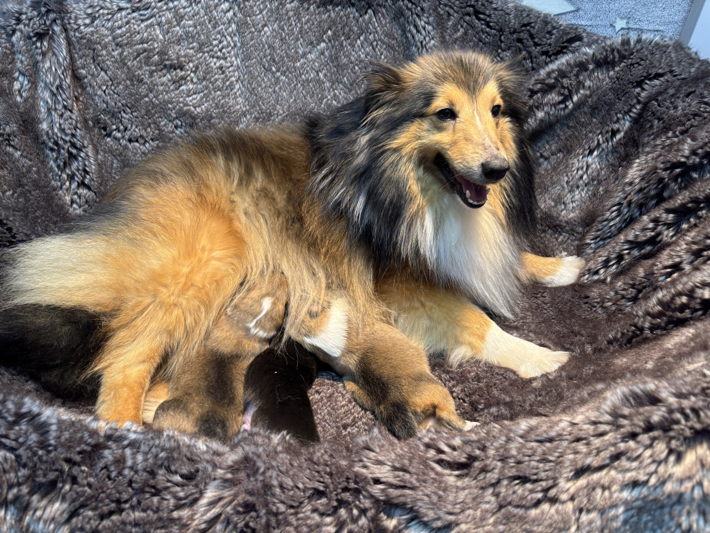 Chiot Shetland Sheepdog du Cèdre Enchanté