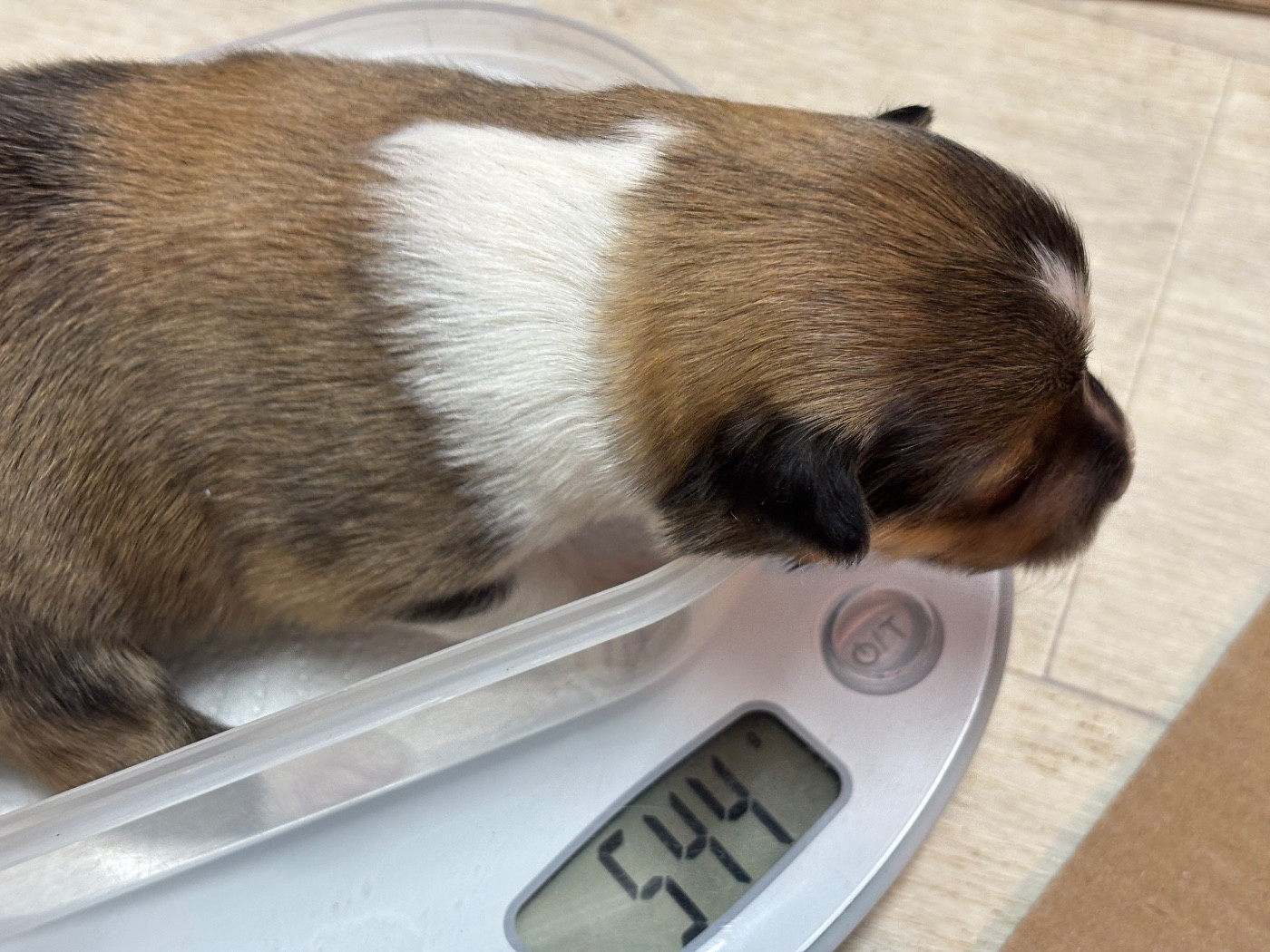 du Cèdre Enchanté - Chiots disponibles - Shetland Sheepdog