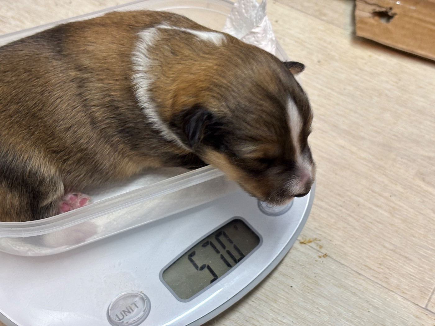 du Cèdre Enchanté - Chiots disponibles - Shetland Sheepdog