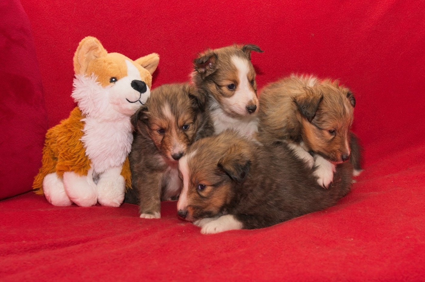 du Cèdre Enchanté - Chiots disponibles - Shetland Sheepdog