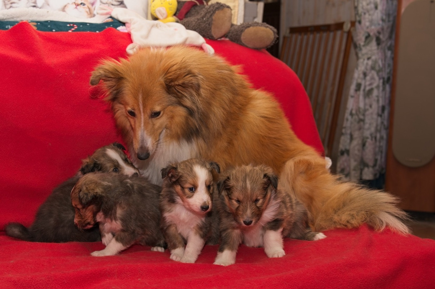 du Cèdre Enchanté - Chiots disponibles - Shetland Sheepdog