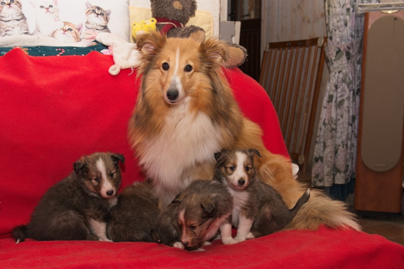 du Cèdre Enchanté - Shetland Sheepdog - Portée née le 27/02/2026
