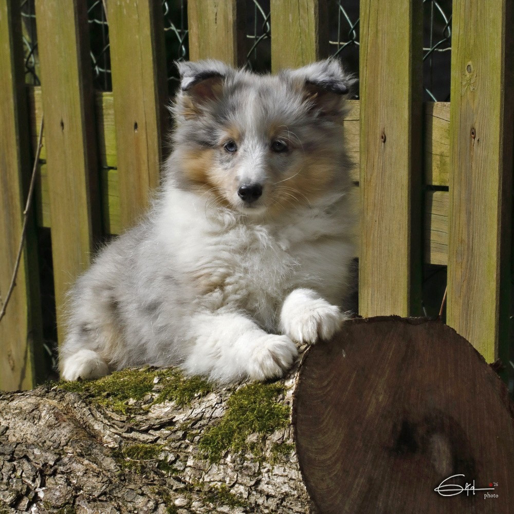 du Cèdre Enchanté - Shetland Sheepdog - Portée née le 18/12/2025