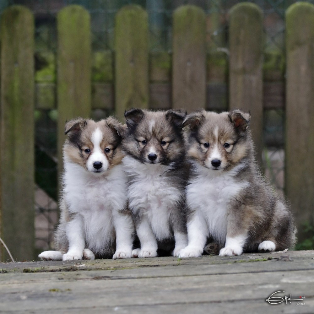 du Cèdre Enchanté - Shetland Sheepdog - Portée née le 21/01/2026