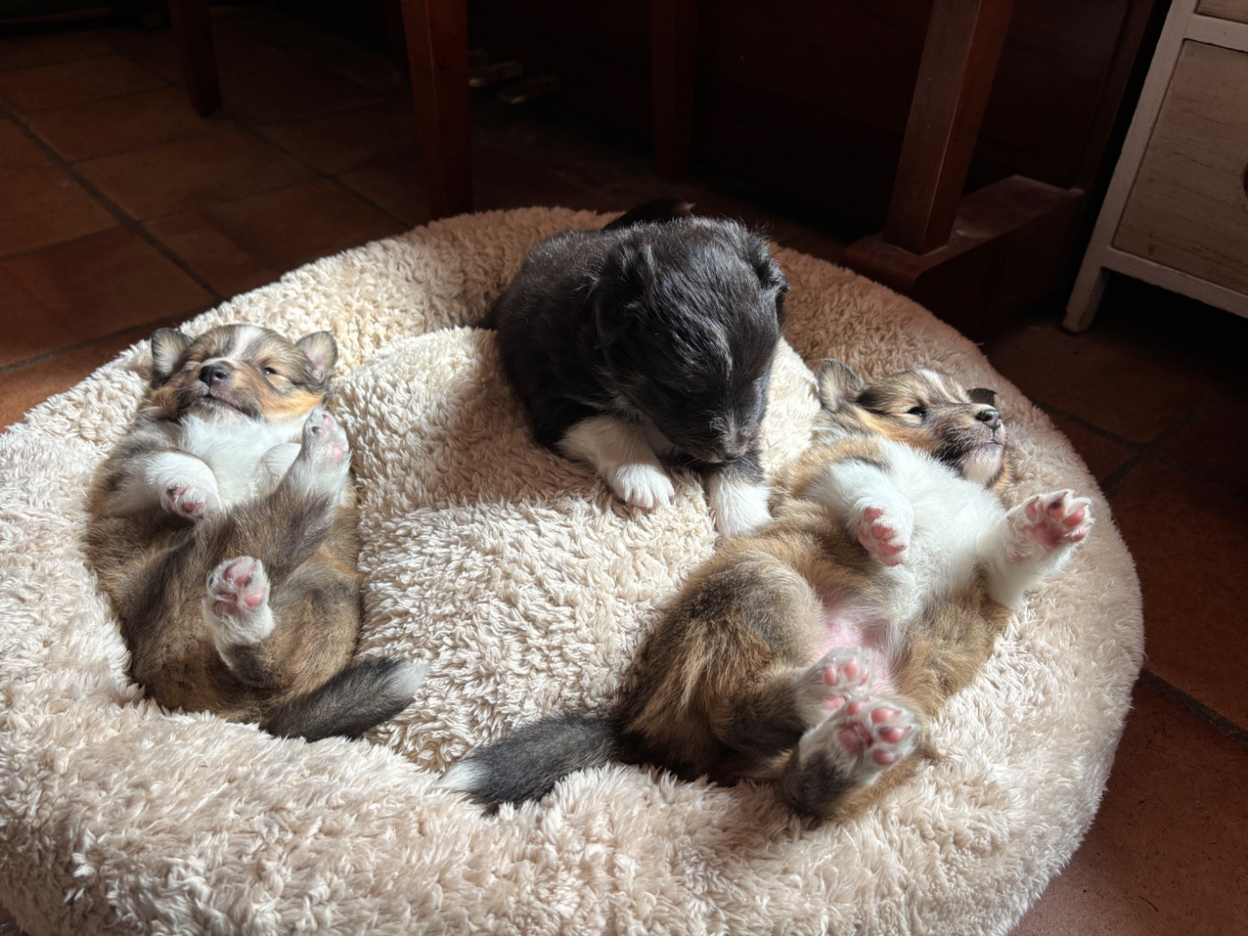 du Cèdre Enchanté - Chiots disponibles - Shetland Sheepdog