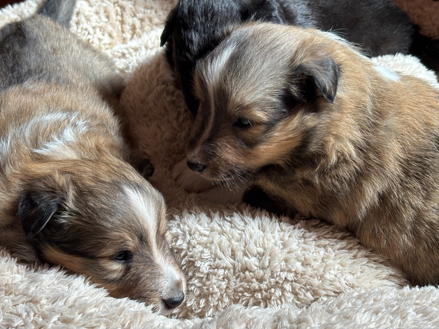 du Cèdre Enchanté - Shetland Sheepdog - Portée née le 21/03/2026