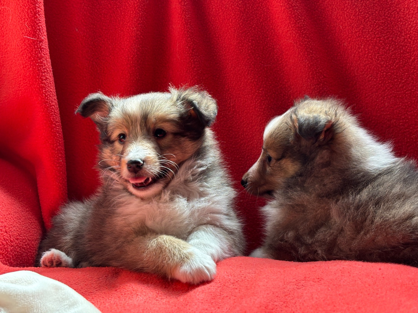 du Cèdre Enchanté - Chiots disponibles - Shetland Sheepdog