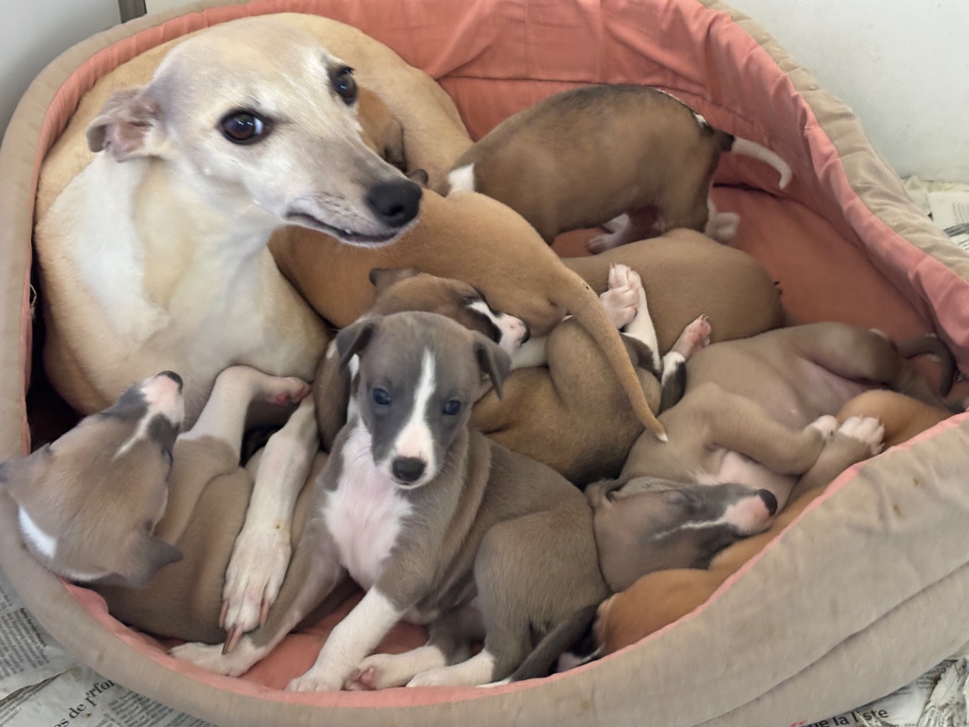 du Cèdre Enchanté - Chiots disponibles - Whippet