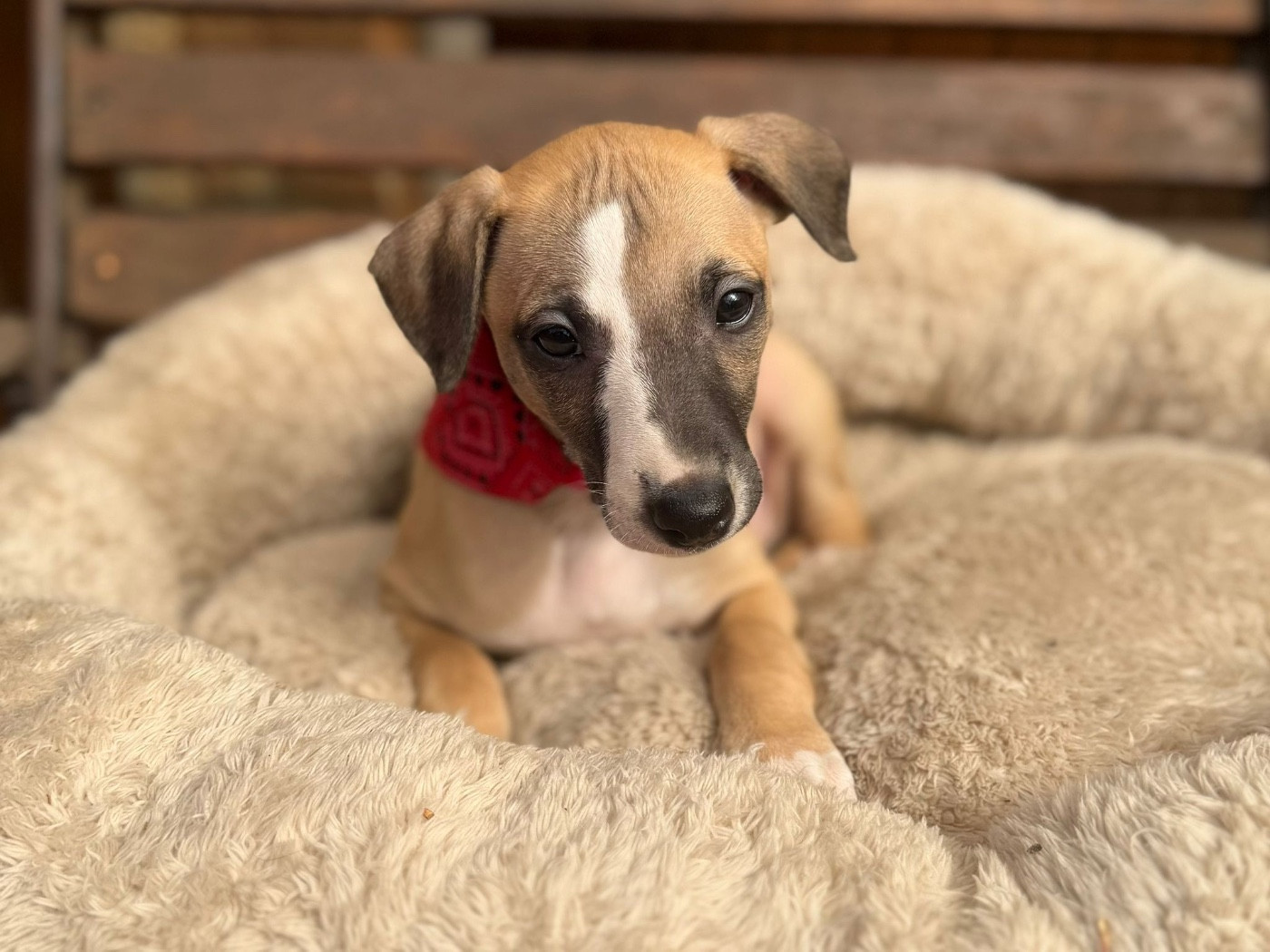 du Cèdre Enchanté - Chiots disponibles - Whippet