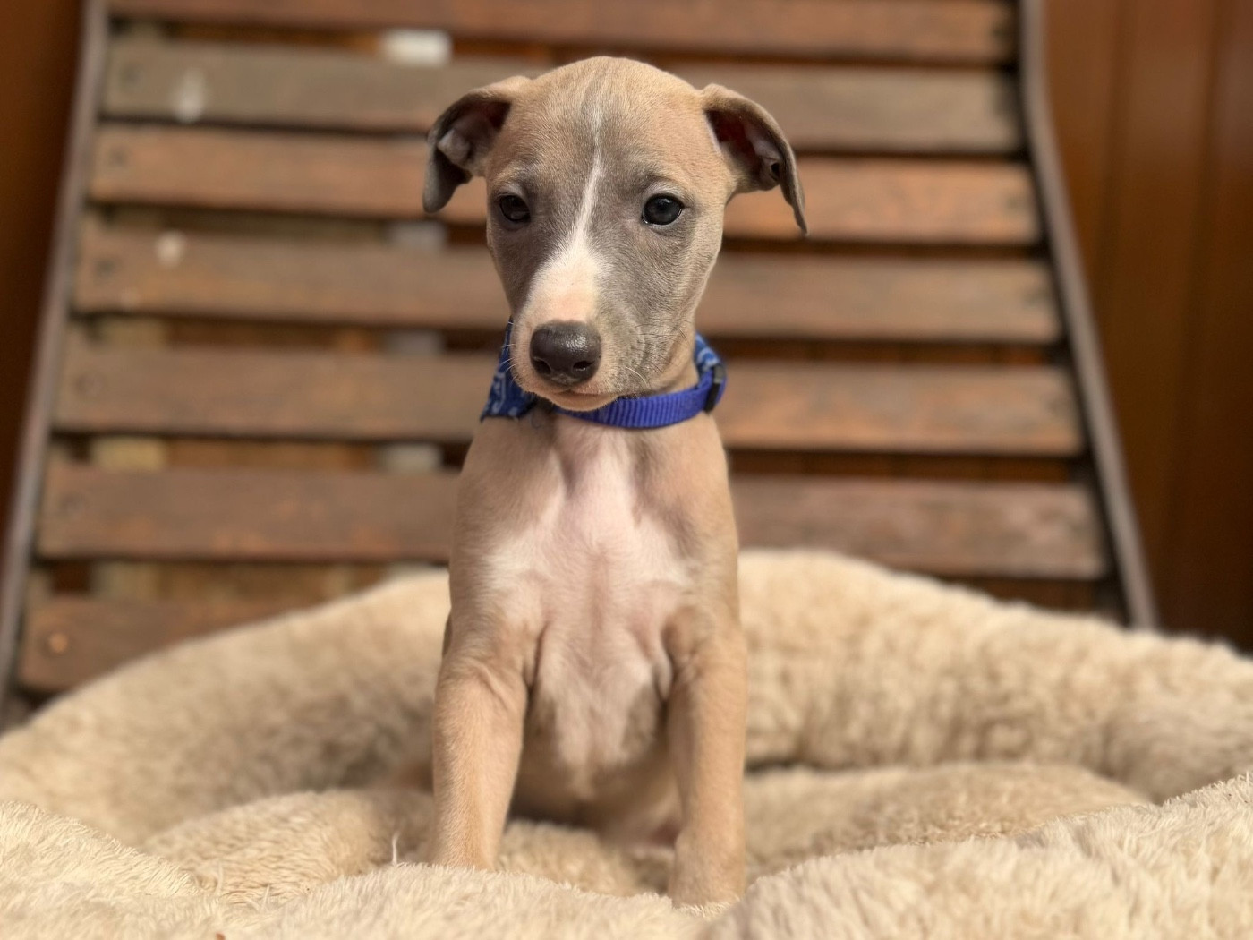 du Cèdre Enchanté - Chiots disponibles - Whippet