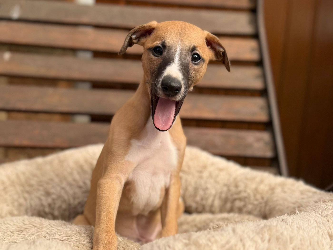du Cèdre Enchanté - Chiots disponibles - Whippet