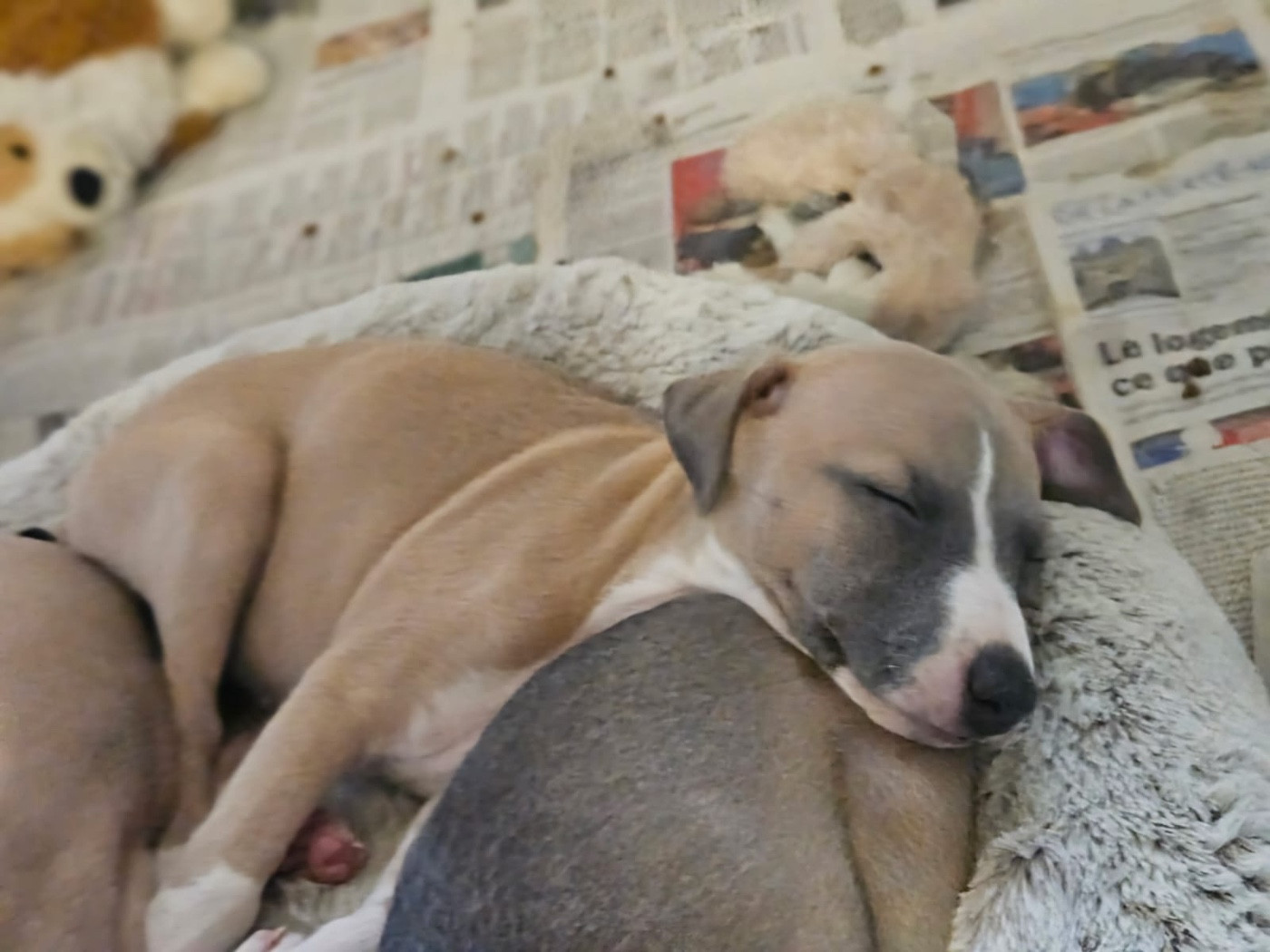 du Cèdre Enchanté - Chiots disponibles - Whippet