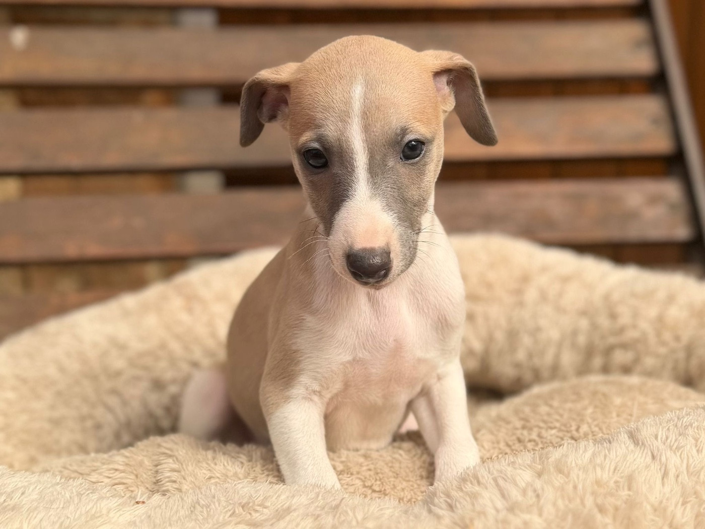 du Cèdre Enchanté - Chiots disponibles - Whippet