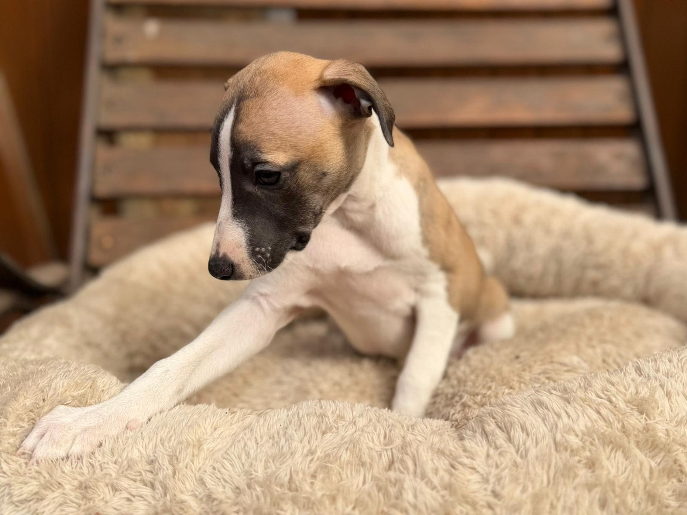 du Cèdre Enchanté - Chiots disponibles - Whippet