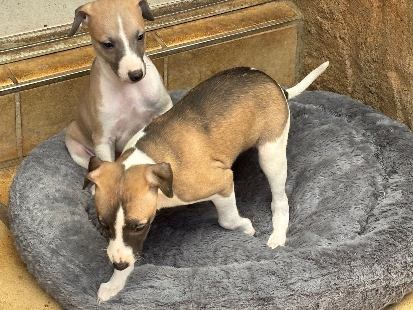 du Cèdre Enchanté - Chiots disponibles - Whippet