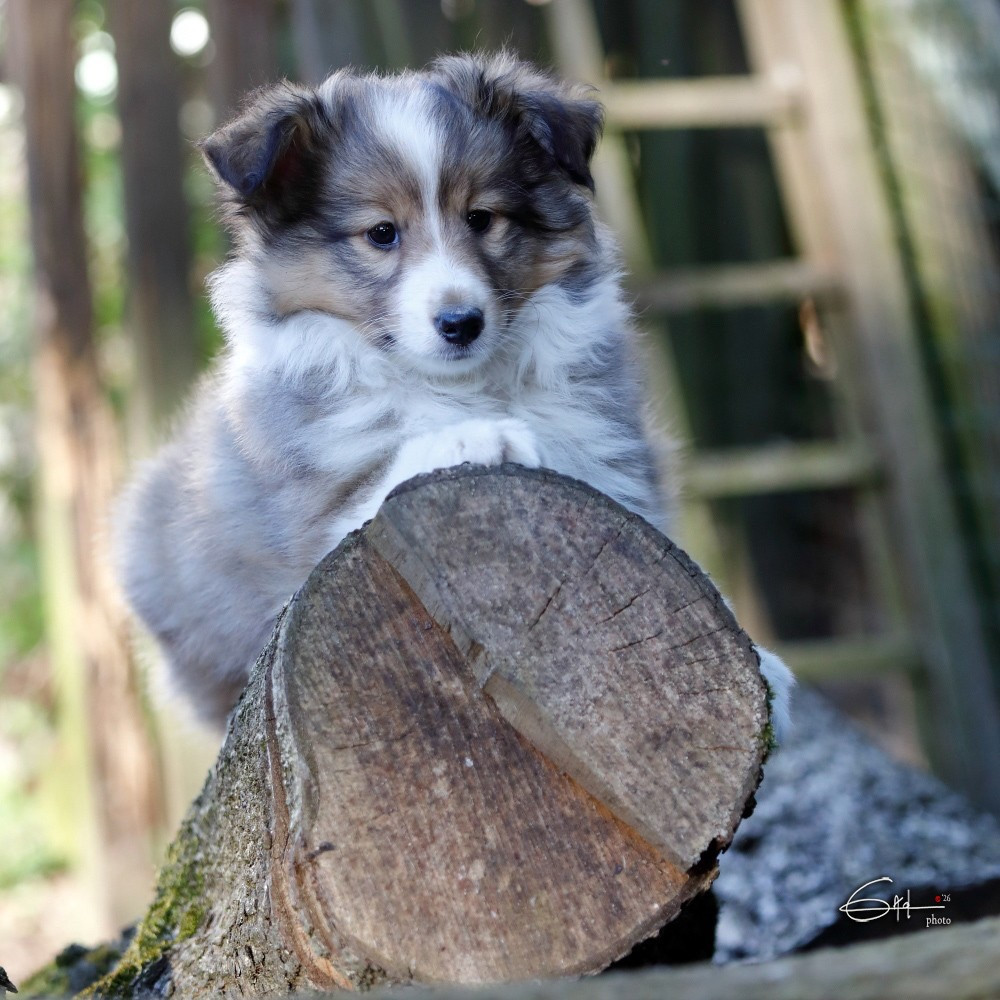 du Cèdre Enchanté - Chiots disponibles - Shetland Sheepdog