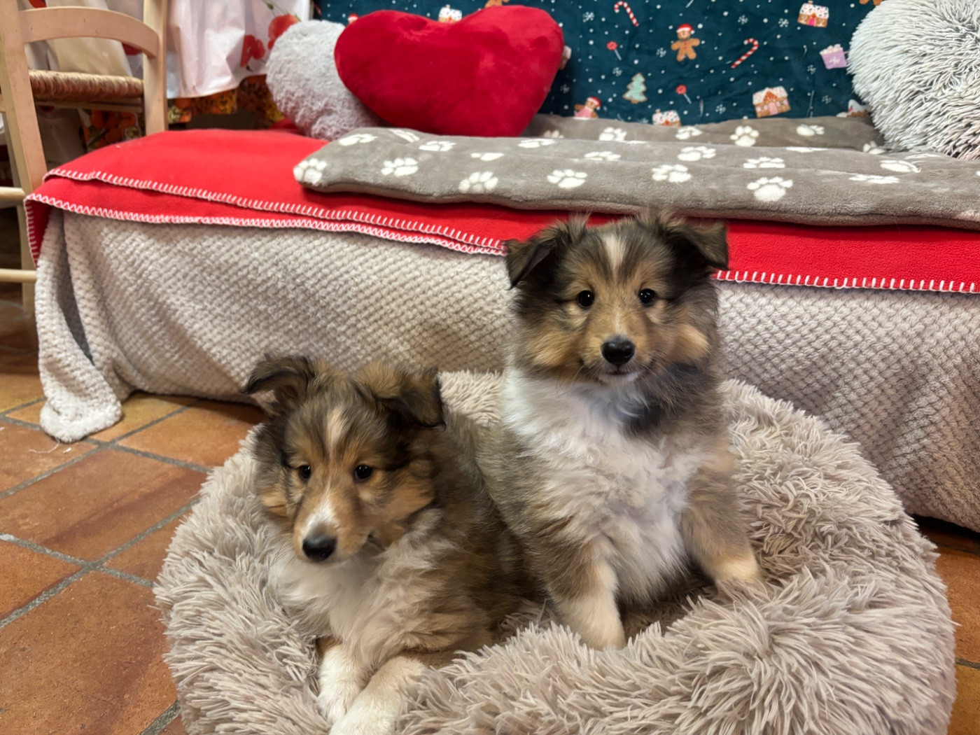 du Cèdre Enchanté - Chiots disponibles - Shetland Sheepdog