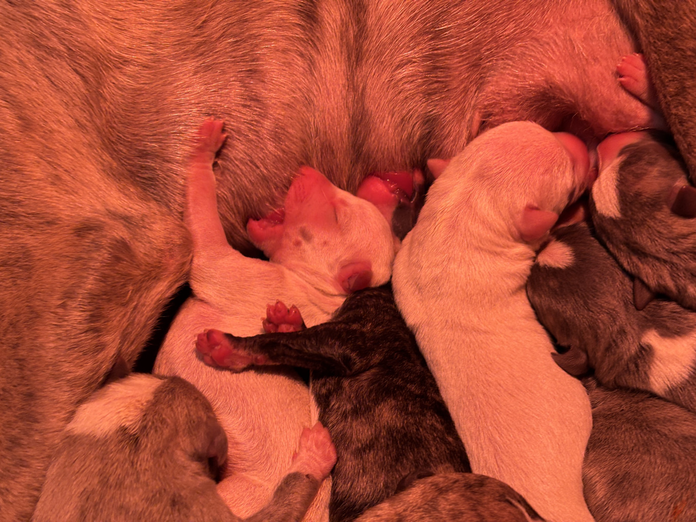 Chiot Whippet du Cèdre Enchanté