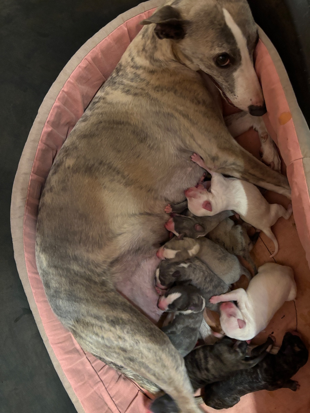 du Cèdre Enchanté - Chiots disponibles - Whippet