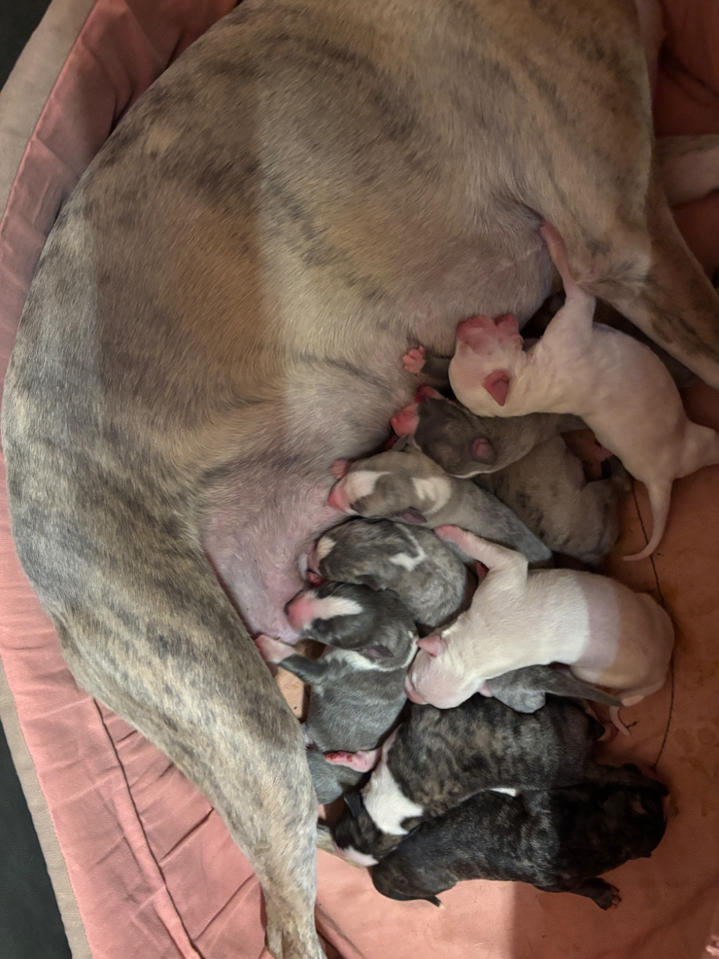 du Cèdre Enchanté - Chiots disponibles - Whippet