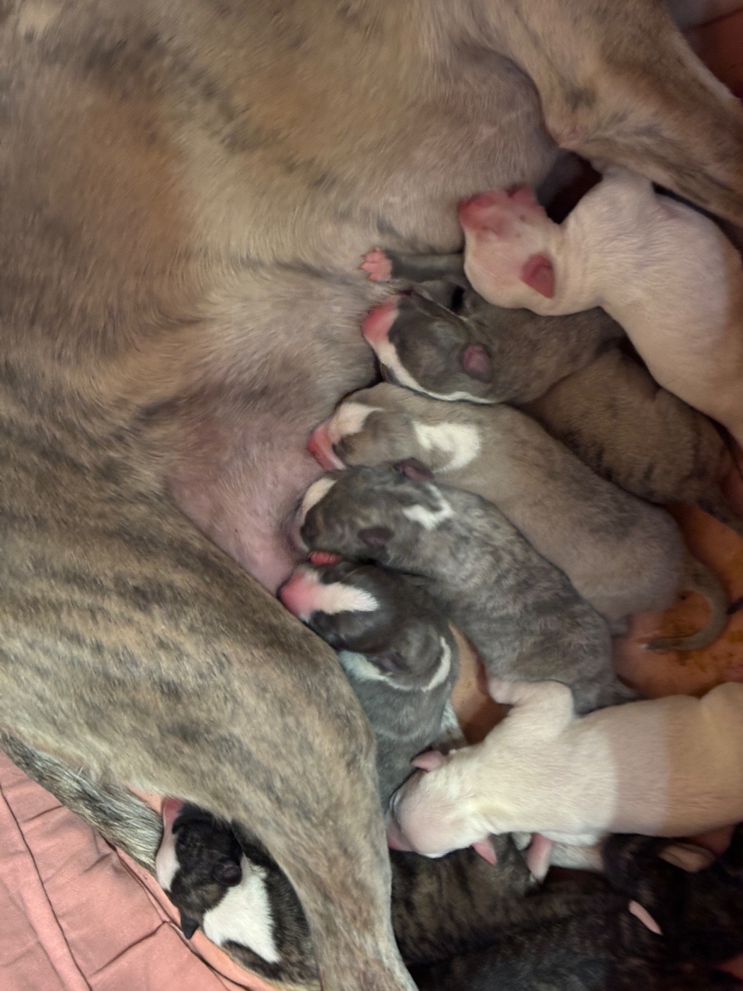 du Cèdre Enchanté - Chiots disponibles - Whippet