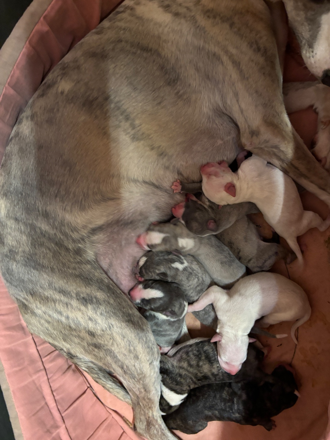 du Cèdre Enchanté - Chiots disponibles - Whippet