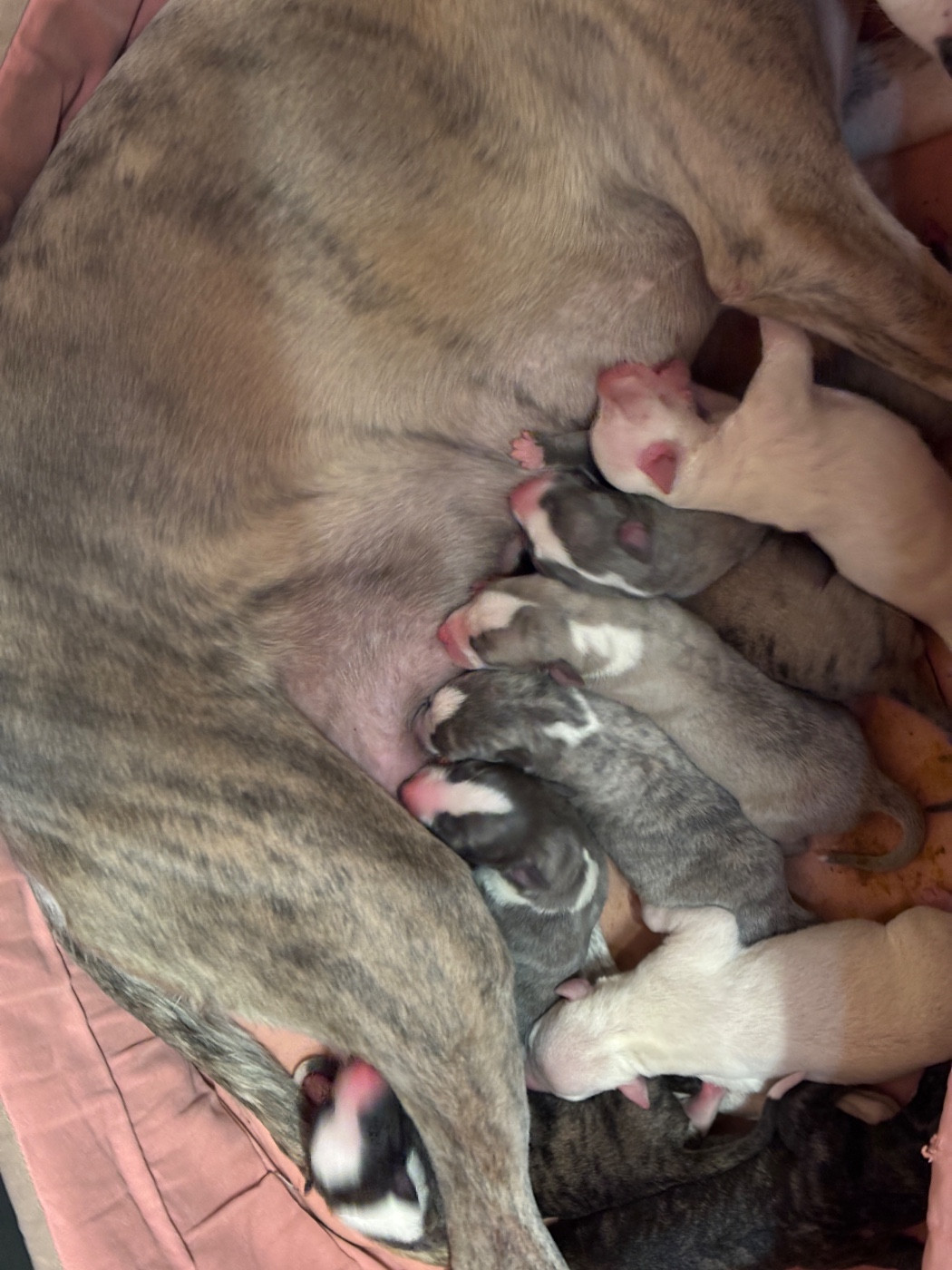 du Cèdre Enchanté - Chiots disponibles - Whippet