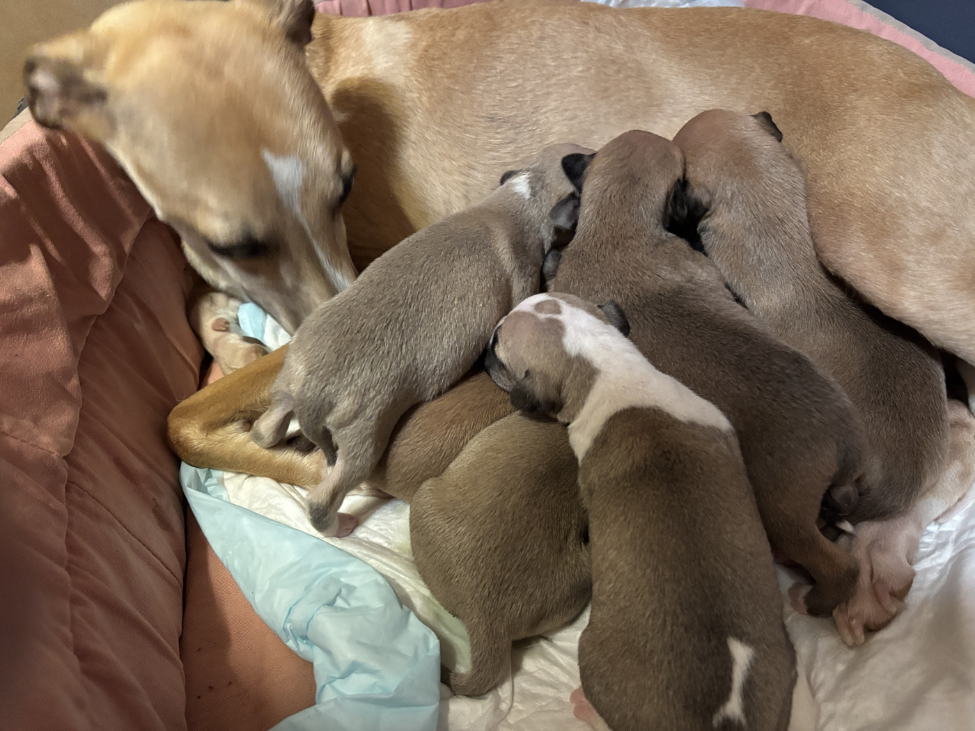 Whippet