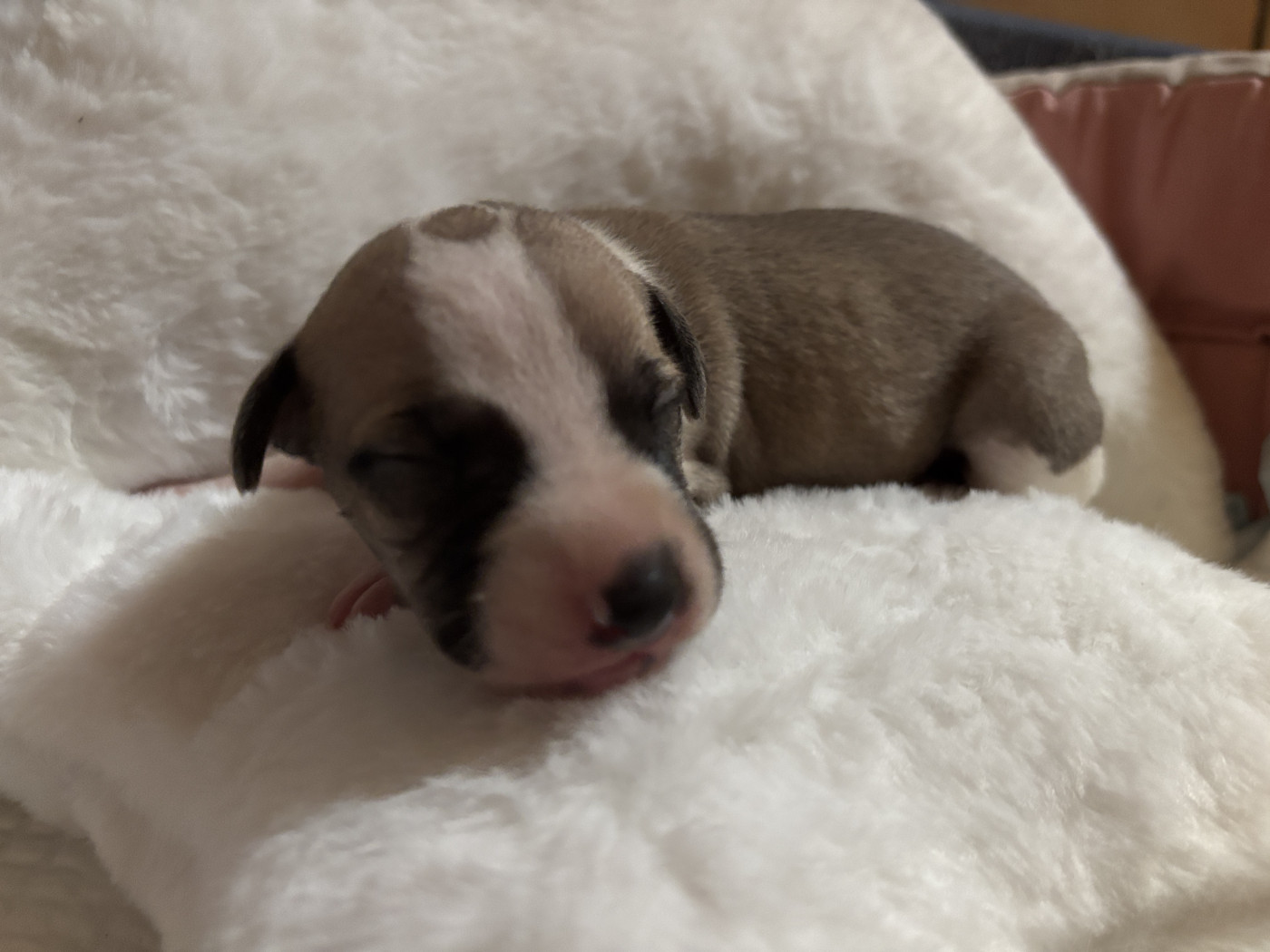 du Cèdre Enchanté - Chiots disponibles - Whippet