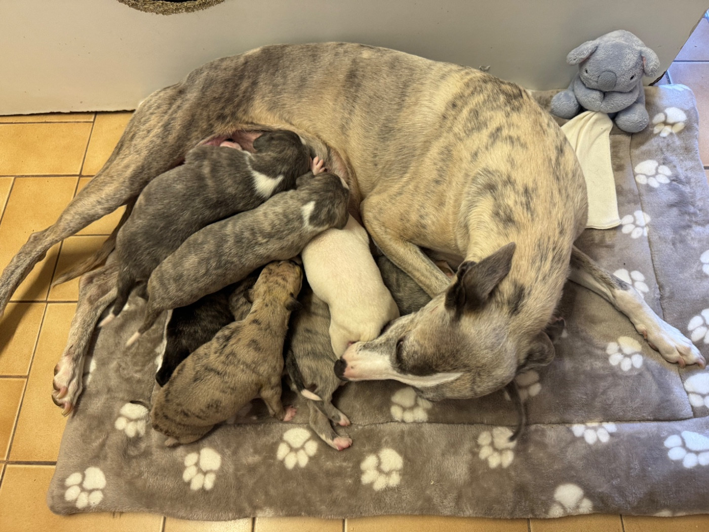 Whippet