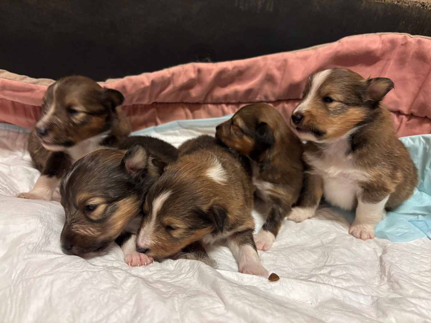 du Cèdre Enchanté - Chiots disponibles - Shetland Sheepdog