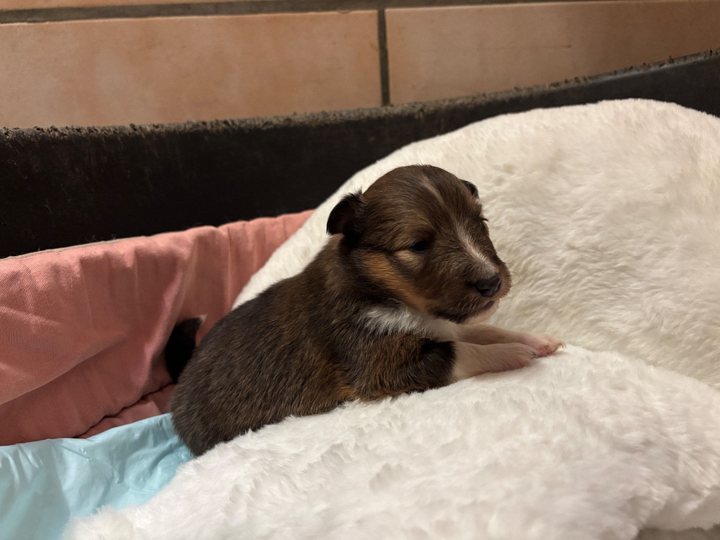 du Cèdre Enchanté - Chiots disponibles - Shetland Sheepdog