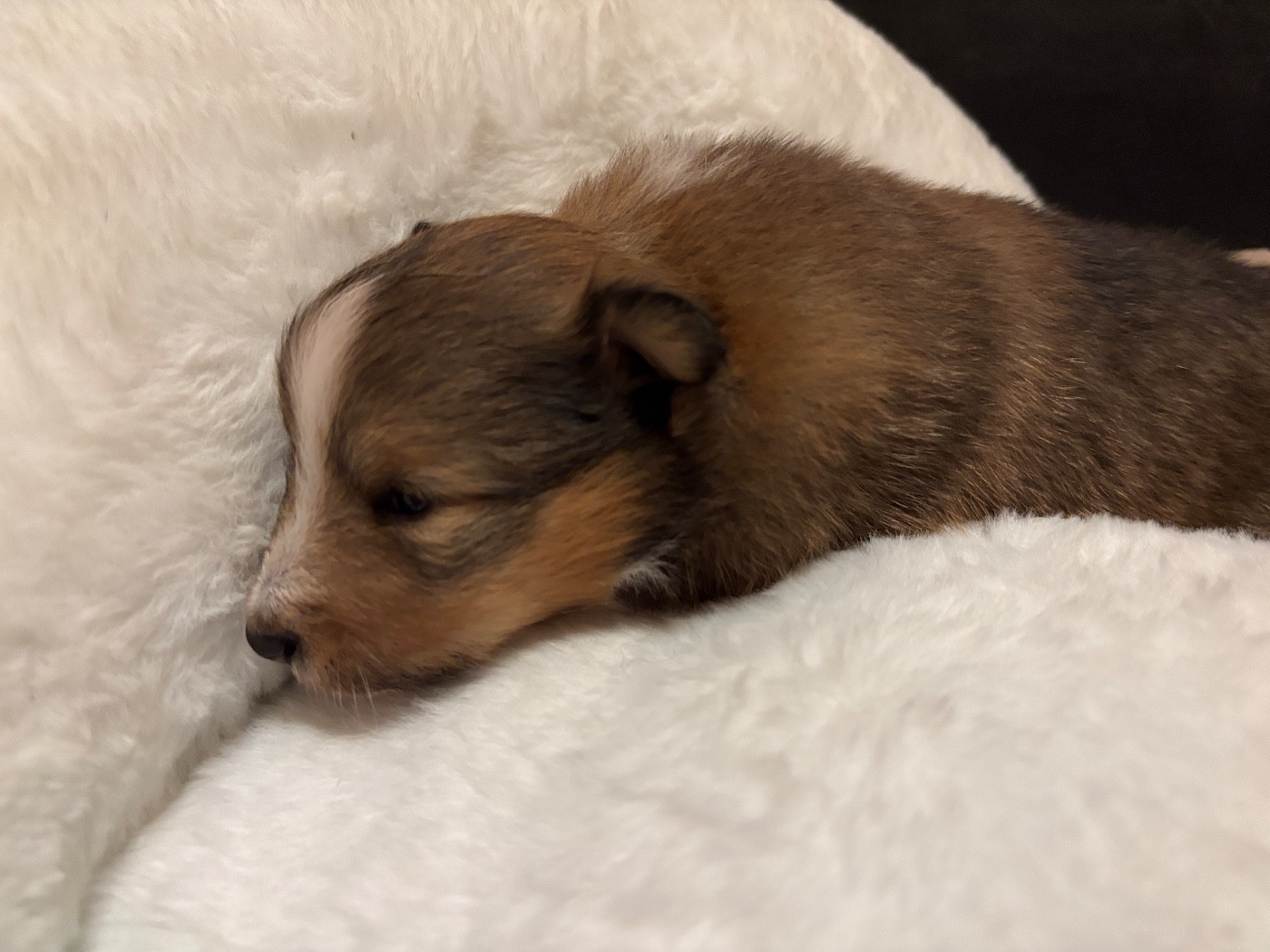 du Cèdre Enchanté - Chiots disponibles - Shetland Sheepdog