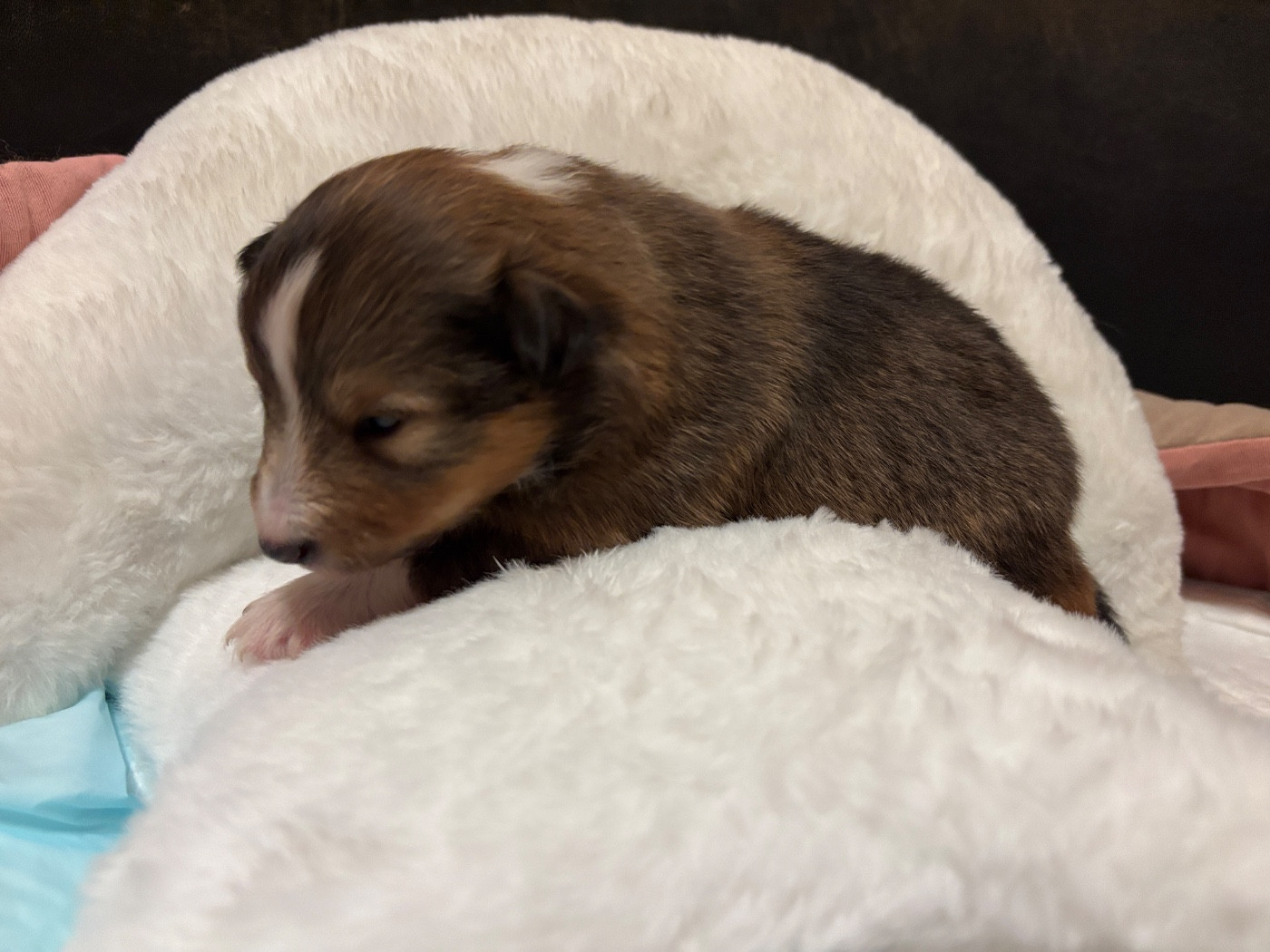 du Cèdre Enchanté - Chiots disponibles - Shetland Sheepdog