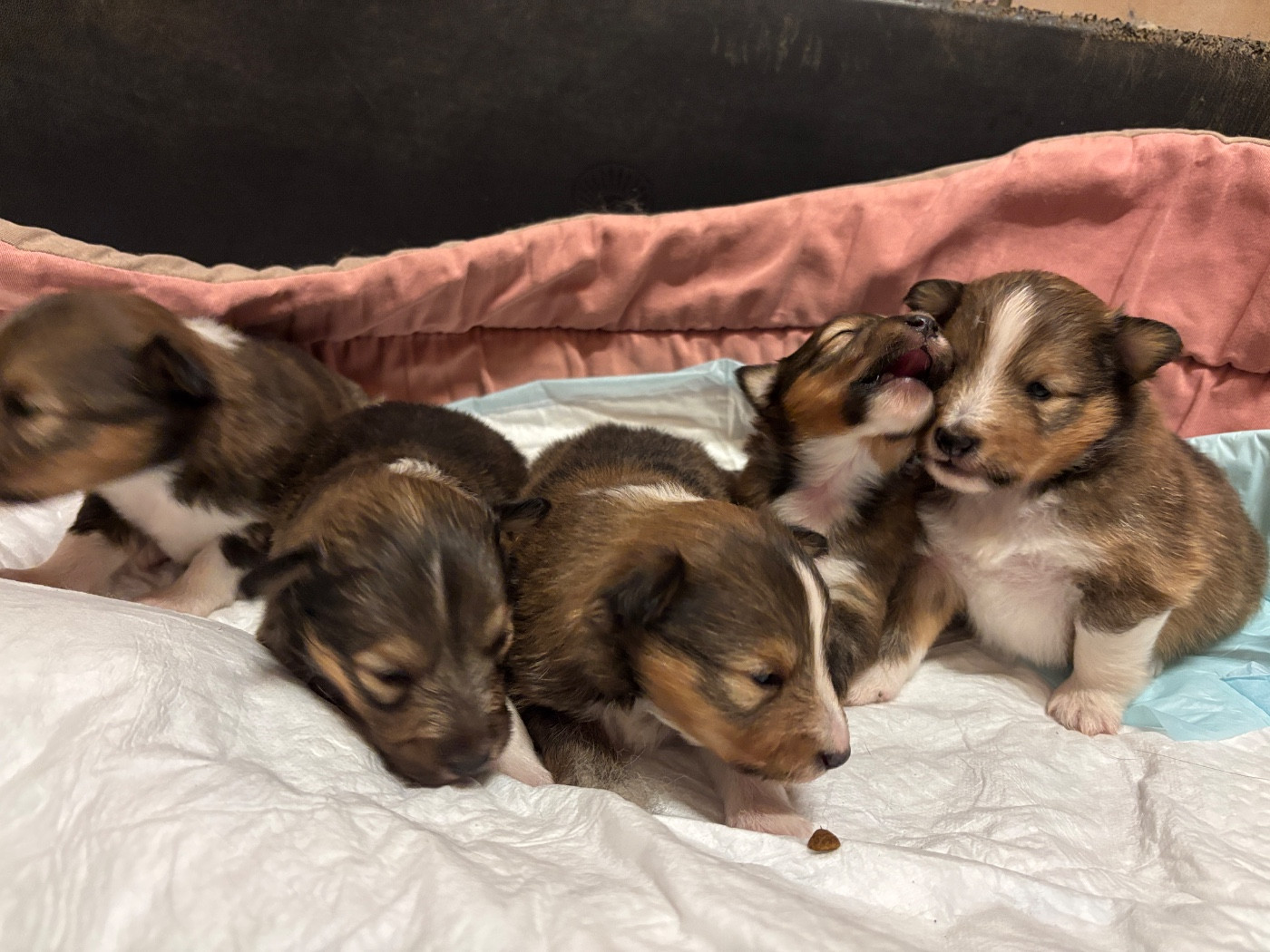 du Cèdre Enchanté - Chiots disponibles - Shetland Sheepdog